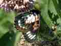 Speyeria idalia AB (Internet Image property of respective owner, non-commercial use only)